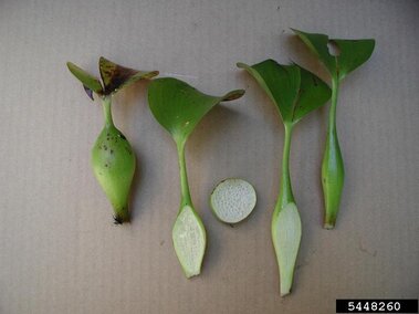 Water hyacinth bulbs.
