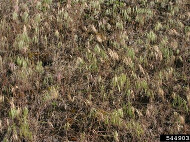 A field of cheatgrass