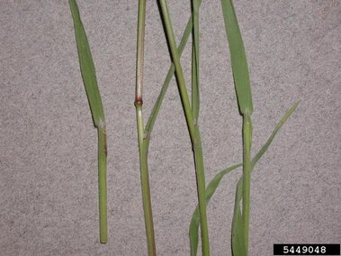 A closeup of the stems on cheatgrass