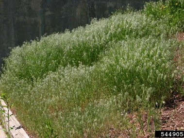An infestation of downy brome on a roadside