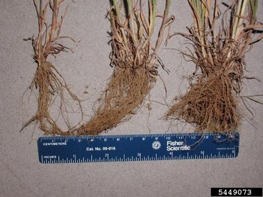 A closeup of the fibrous root system of cheatgrass with a ruler for scale