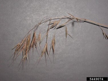 A closeup of the dried out, nodding seedhead on cheatgrass