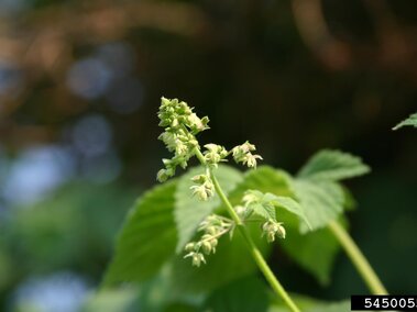 Green plant with small clustered flowers against a blurred outdoor background.