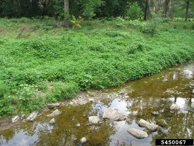 Stream with clear water, rocky bed, and dense Japanese hops on the bank.