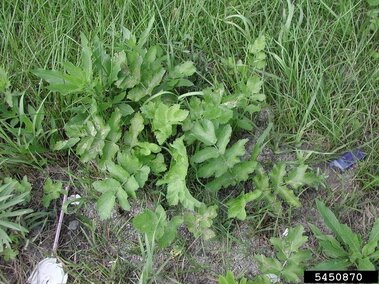 Green-leafed wild parsnip growing in grass and soil.