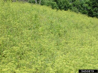 Field covered in dense wild parsnip under a backdrop of green trees.