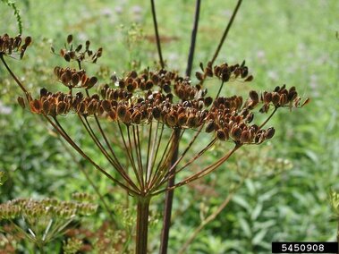 Brown dried wild parsnip against a blurred green field background.