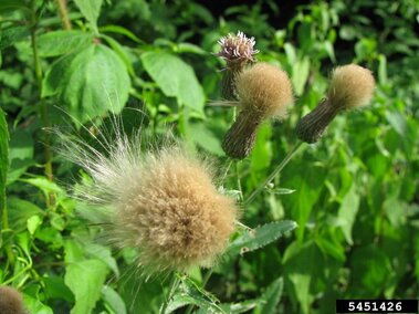 The seedheads on a Canada thistle plant.