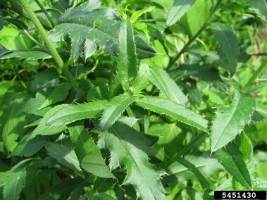 Close-up of Canada thistle, an invasive plant with spiny, serrated green leaves growing in a dense cluster.