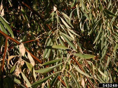 Drooping Russian olive leaves with brown stems lit by sunlight.