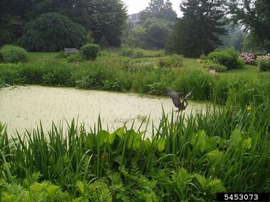 Green pond surrounded by yellow flag iris, a bird flying over the water.