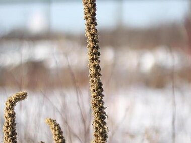 Dormant common mullein during the winter