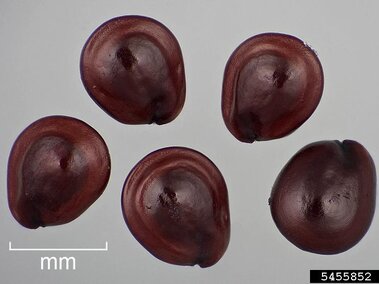 Five glossy brown seeds on a pale gray background, with a size reference in millimeters.