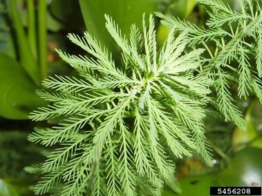 A closeup of the feather-like leaves on a parrot feather plant.