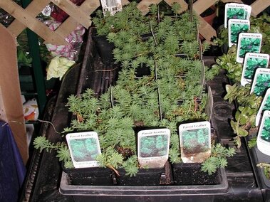 Parrot feather plants stocked at a retail nursery.