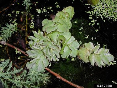 A giant salvinia plant floating in stagnant water