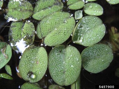 A closeup of giant salvinia foliage with dew spots on them