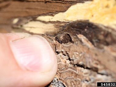 Adult walnut twig beetle nestled in bark crevice of tree. 