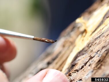 Walnut twig beetle at end of a crafting brush. 