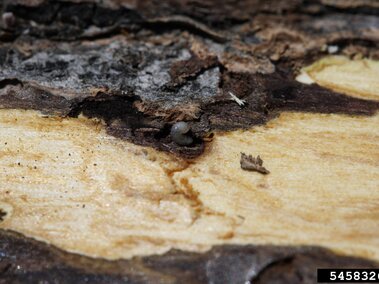 Brown tree bark with exposed light wood and a small insect larva embedded in a dark crevice.