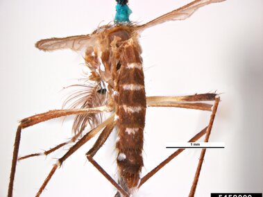 Close-up of a brown mosquito with striped markings and delicate legs.