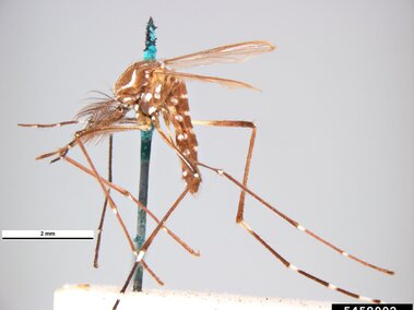 Yellow fever mosquito specimen pinned on white material. 