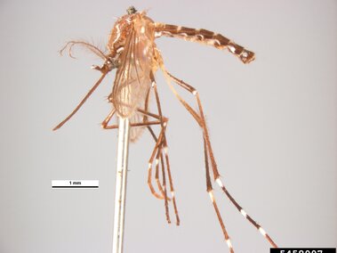 Dead mosquito with striped legs mounted on a thin metal rod against a neutral background.