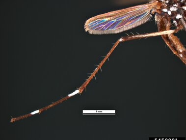 Yellow banded mosquito leg and wing with iridescent colors, magnified, scale bar labeled 1 mm.