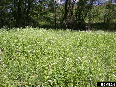 A field of flowering garlic mustard surrounded by trees and a sunny sky.