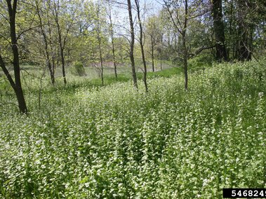 Forest clearing with dense growth of garlic mustard under spring sunlight.