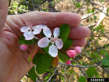 Pink and white blossoms with green leaves held in a hand outdoors.