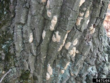 Tree bark with patches of light-colored egg masses clustered on the rough surface.