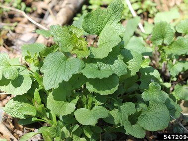 Garlic mustard rosette on a forest floor with scattered dry leaves.