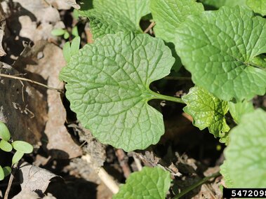 Textured, heart-shaped green leaves of garlic mustard by dry brown leaves and small seedlings.
