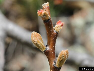 Brown tree branch with fuzzy buds and small pinkish-red sprouts.