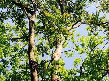 Tall tree of heaven with bright green leaves against a clear blue sky.