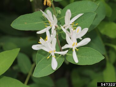 White honeysuckle flowers with yellow stamens and green oval leaves in a natural setting.