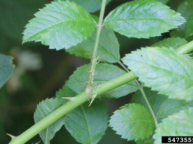 Green plant stem with thorns and fresh leaves in sunlight.