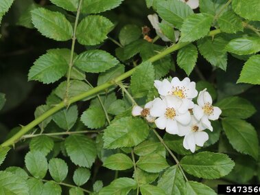 White wildflowers bloom on leafy, thorny stem of multiflora rose. 