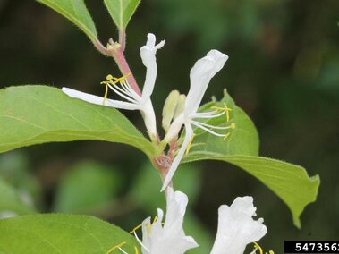 A closeup of the white flowers in bloom on an amur honeysuckle plant