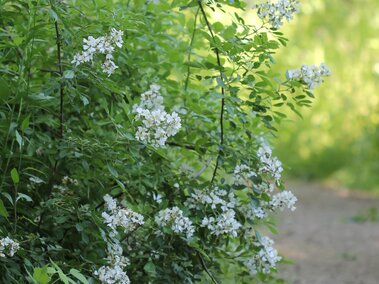 White flowering multiflora rose beside a dirt path, surrounded by lush greenery.