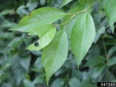 Bright green leaves on a branch with a blurred leafy background.