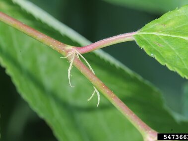 Stem node with small roots and green leaves attached.