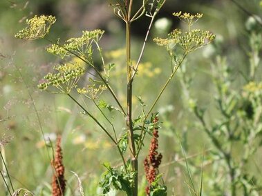 Tall wild parsnip with delicate yellow blooms and green leaves in a grassy field.