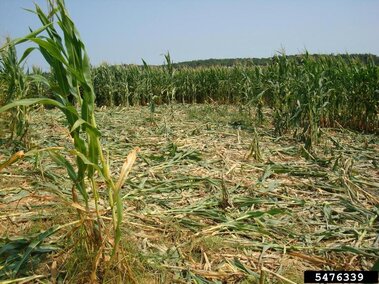 Cornfield with damaged and flattened stalks under a clear blue sky.