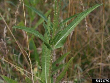 A closeup of the prickly foliage on a common teasel plant