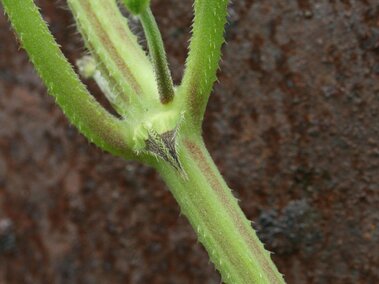 Green plant stem with small hairs and a branch against a rough brown background.