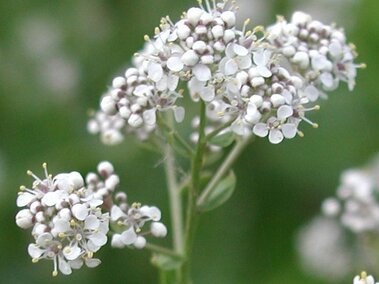 Small white flowers bloom on a green stem, surrounded by a blurred green background.