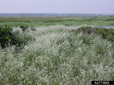Field of perennial pepperweed with green vegetation under a hazy sky.
