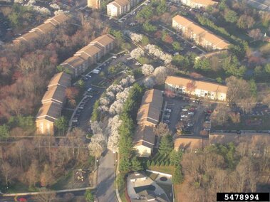 An aerial view of blooming callery pear trees along a street